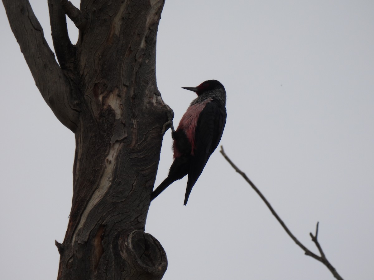 Lewis's Woodpecker - ML645680410