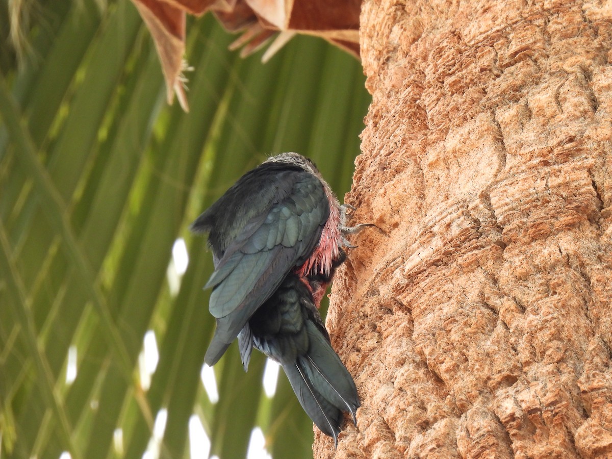 Lewis's Woodpecker - ML645680411