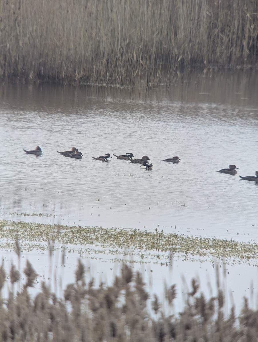 Hooded Merganser - ML645680412