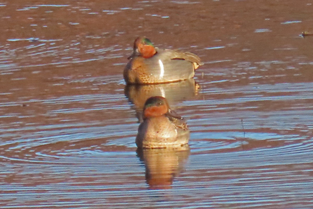 Green-winged Teal - ML645680414