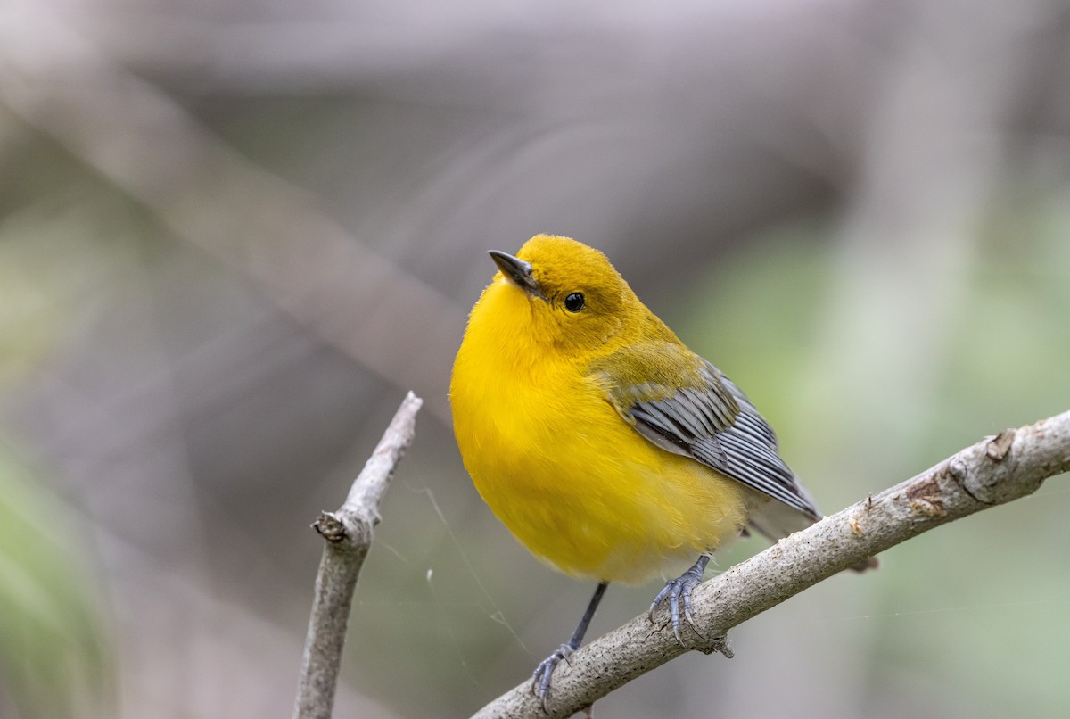 Prothonotary Warbler - ML645680418