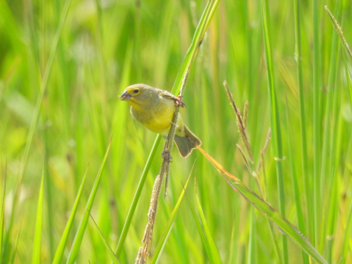 Grassland Yellow-Finch - ML645680419