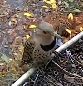 Northern Flicker - ML645680420