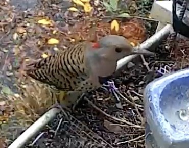 Northern Flicker - ML645680421
