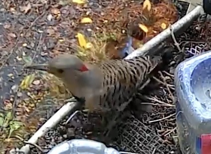 Northern Flicker - ML645680422