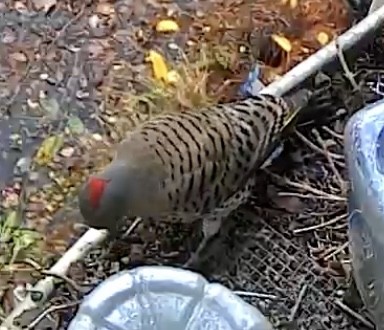 Northern Flicker - ML645680423