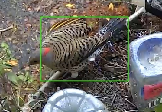 Northern Flicker - ML645680424