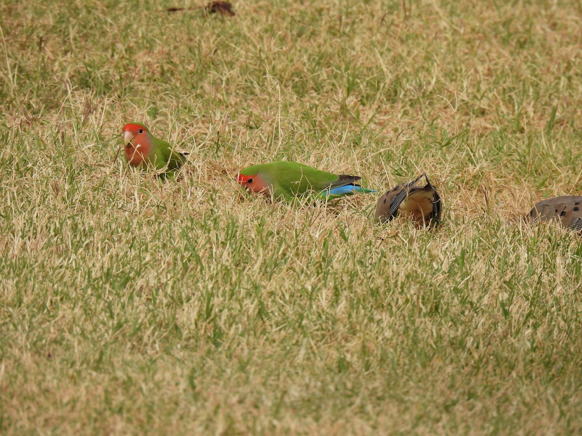 Rosy-faced Lovebird - ML645680425