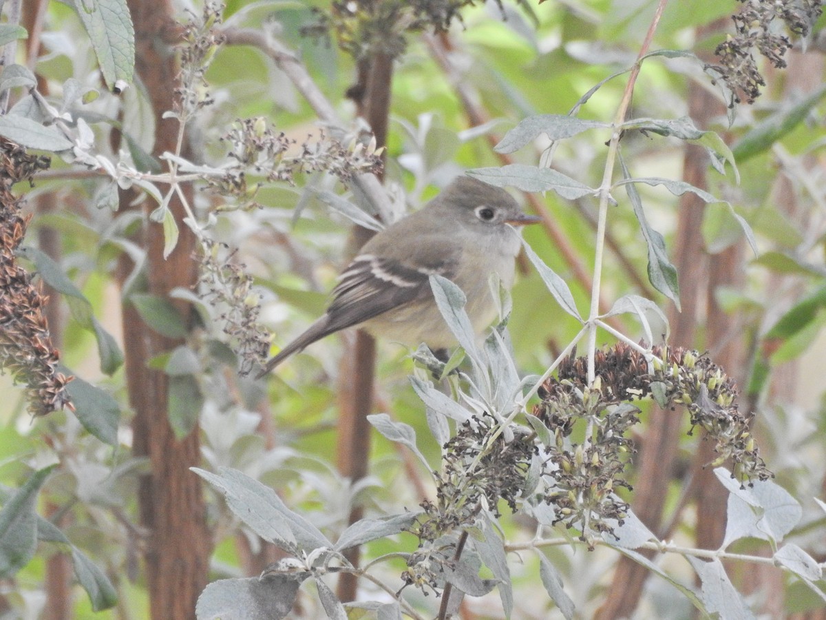 Hammond's Flycatcher - ML645680426