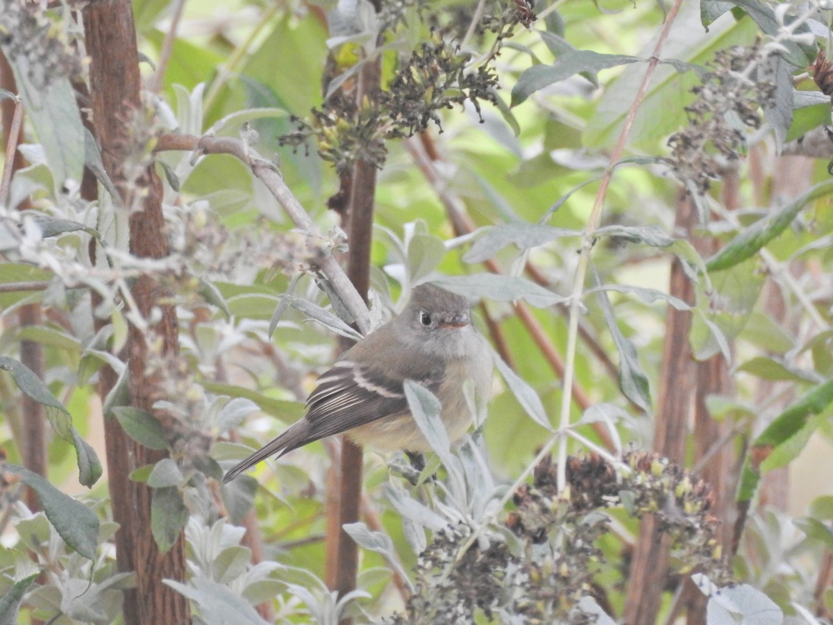 Hammond's Flycatcher - ML645680427