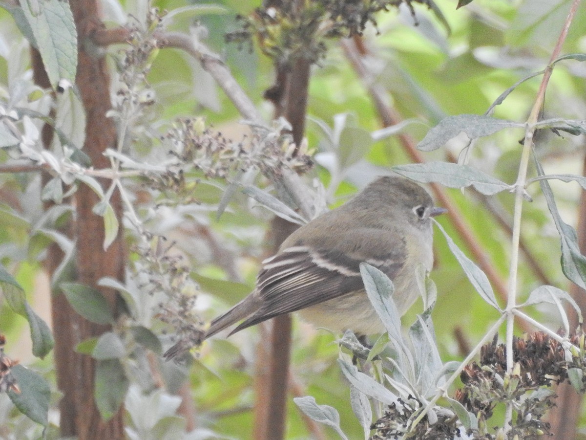 Hammond's Flycatcher - ML645680428