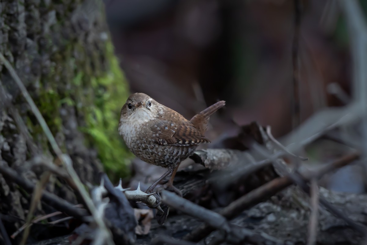 Winter Wren - ML645680429