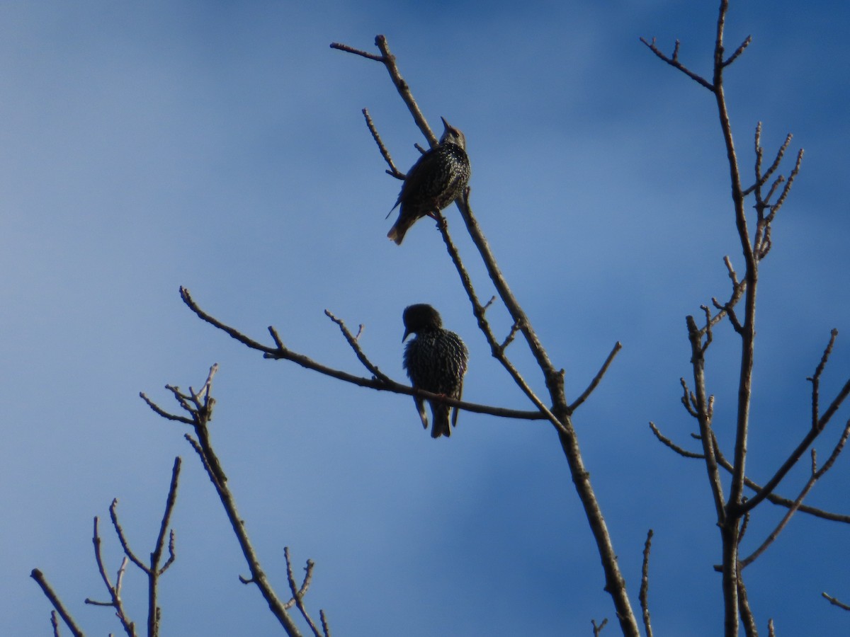 European Starling - ML645680430