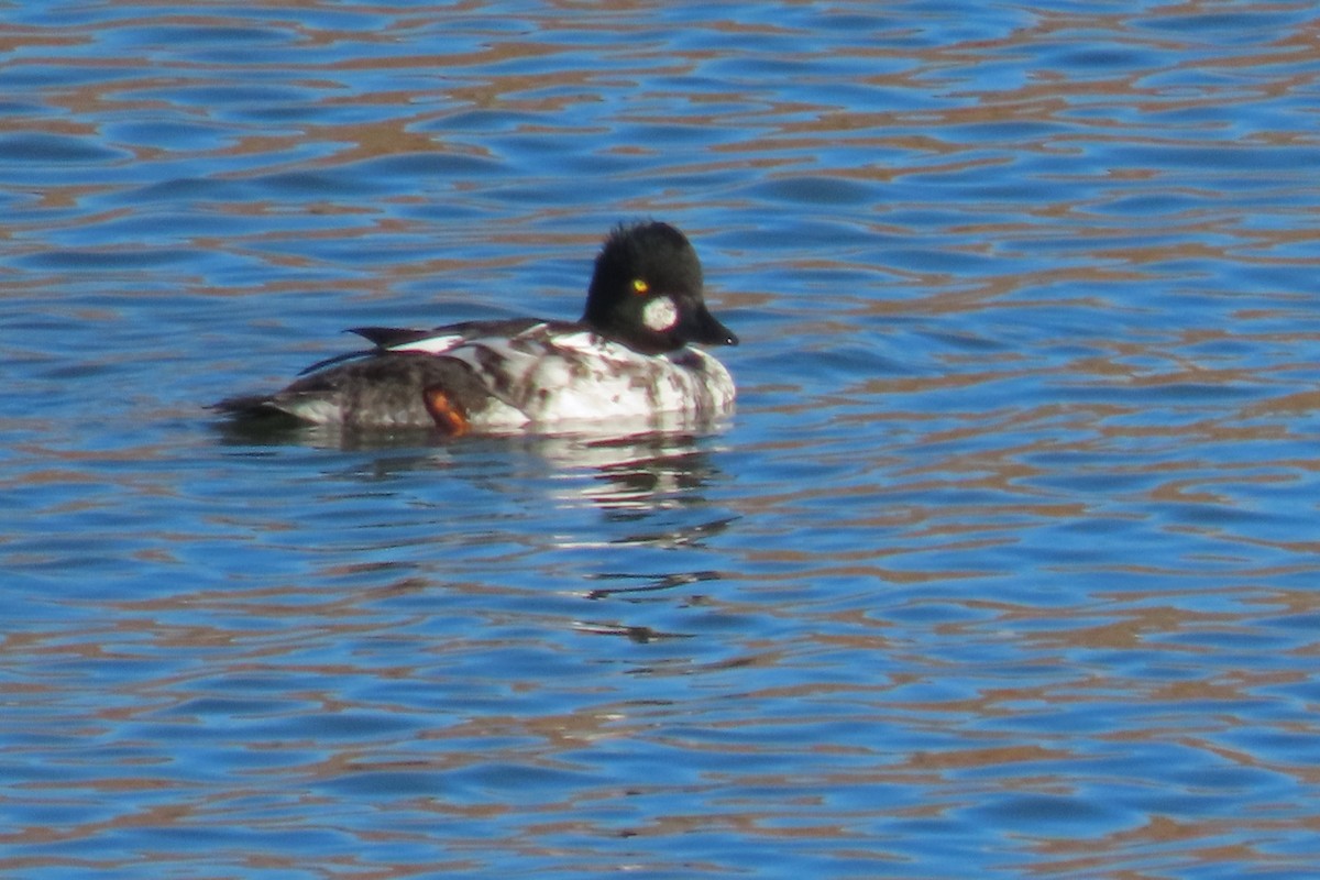 Common Goldeneye - ML645680431