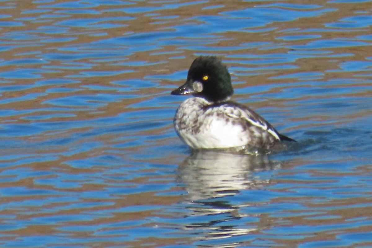 Common Goldeneye - ML645680432
