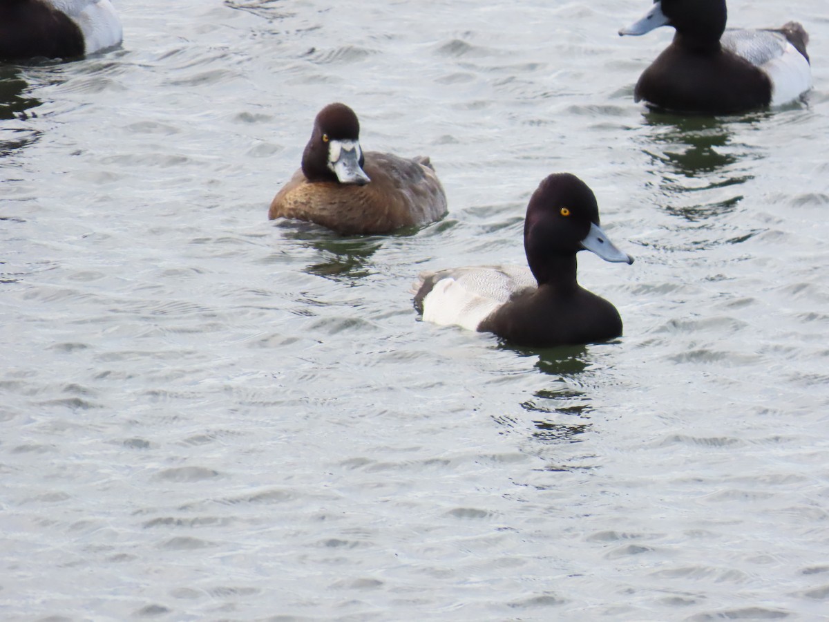 Lesser Scaup - ML645680433
