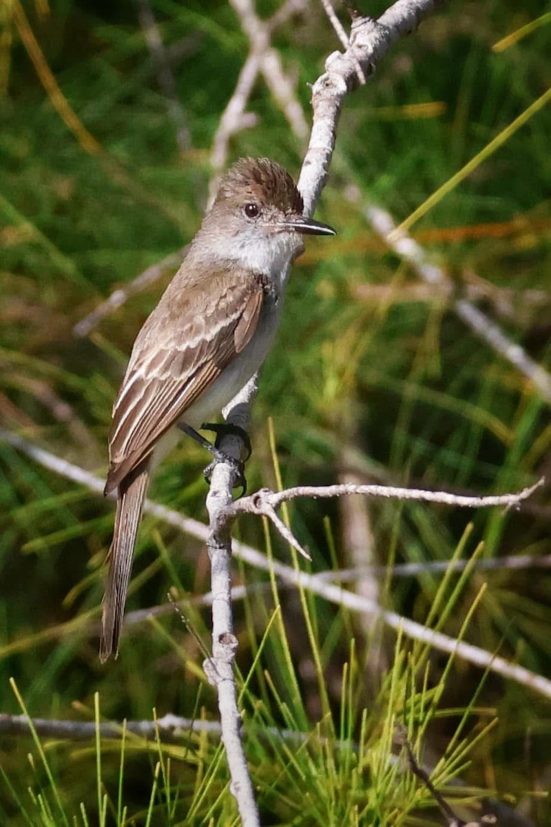 La Sagra's Flycatcher - ML645680435