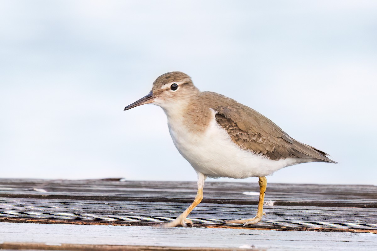 Spotted Sandpiper - ML645680436