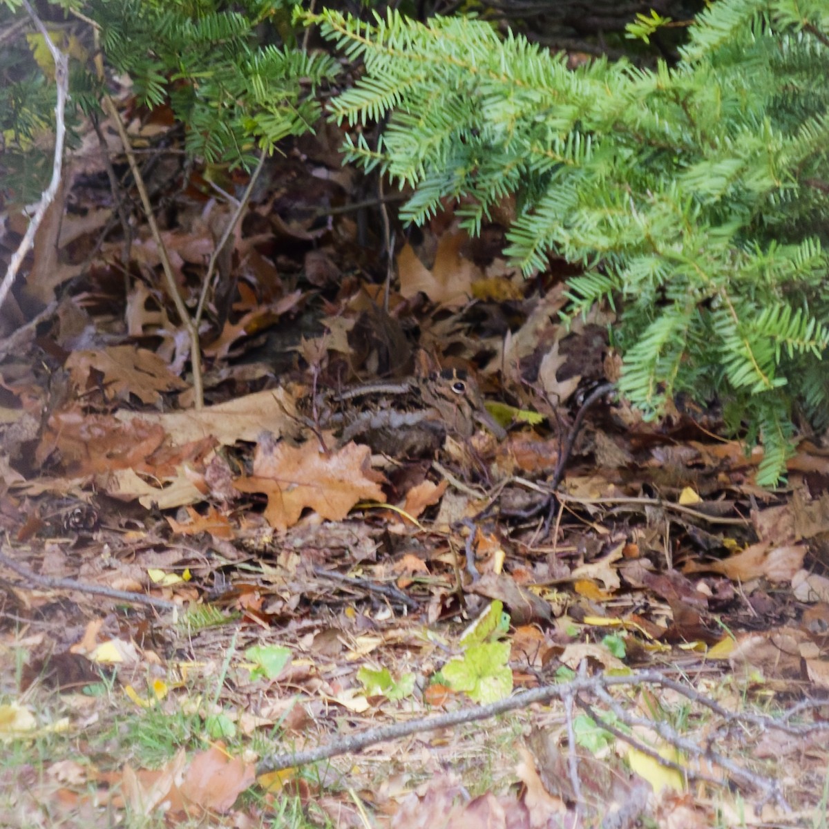 American Woodcock - ML645680437