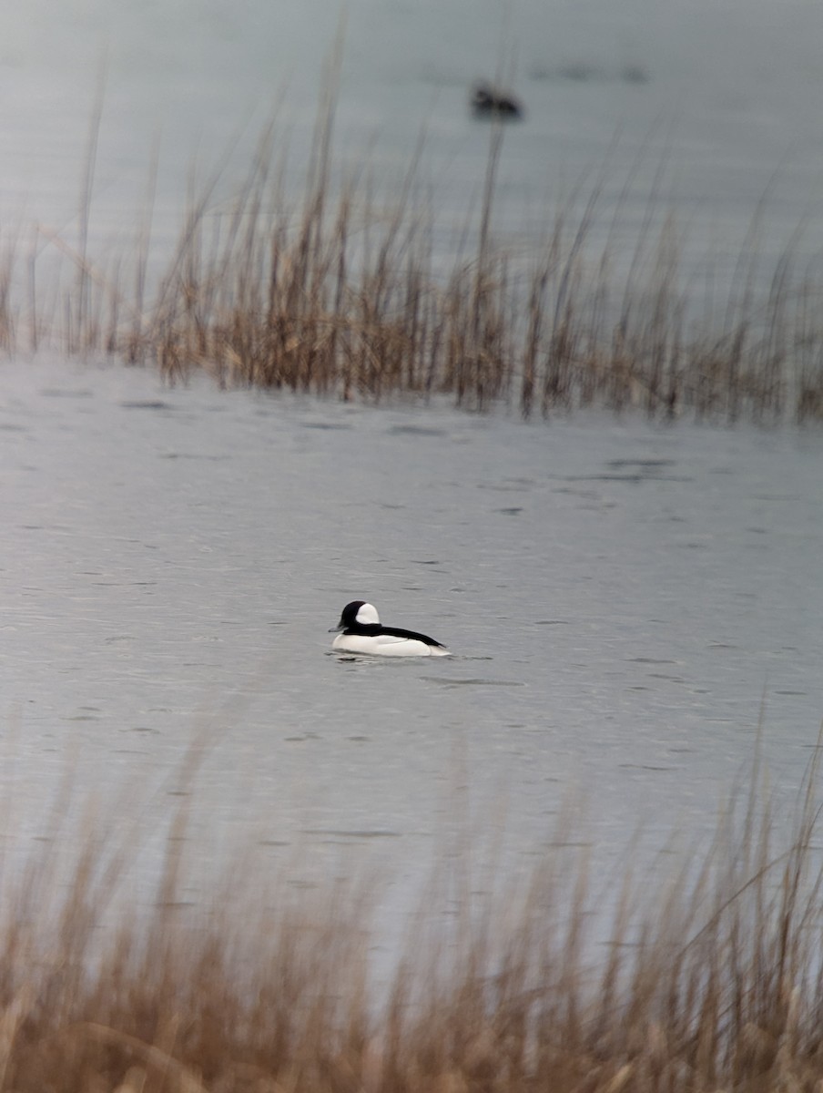 Bufflehead - ML645680438