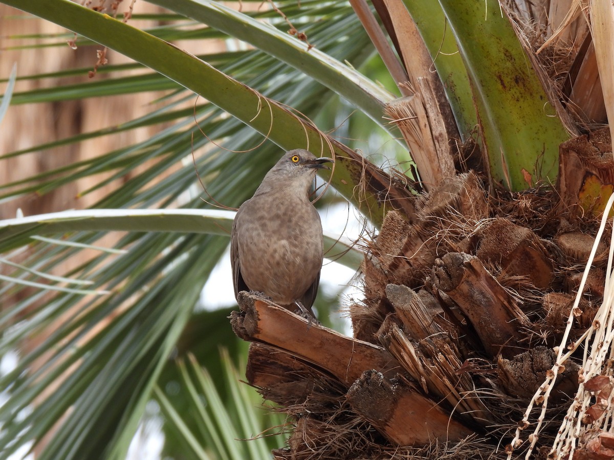 Curve-billed Thrasher - ML645680440