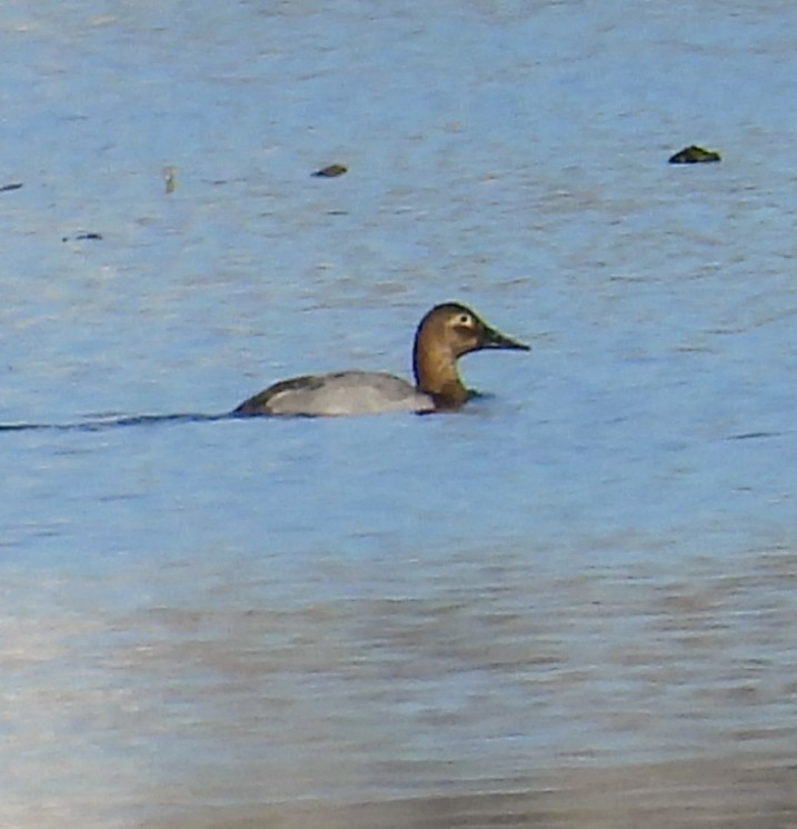 Canvasback - ML645680442