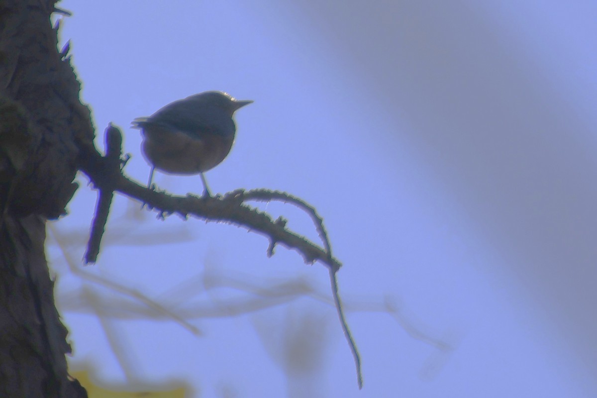 Eastern Bluebird - ML645680443