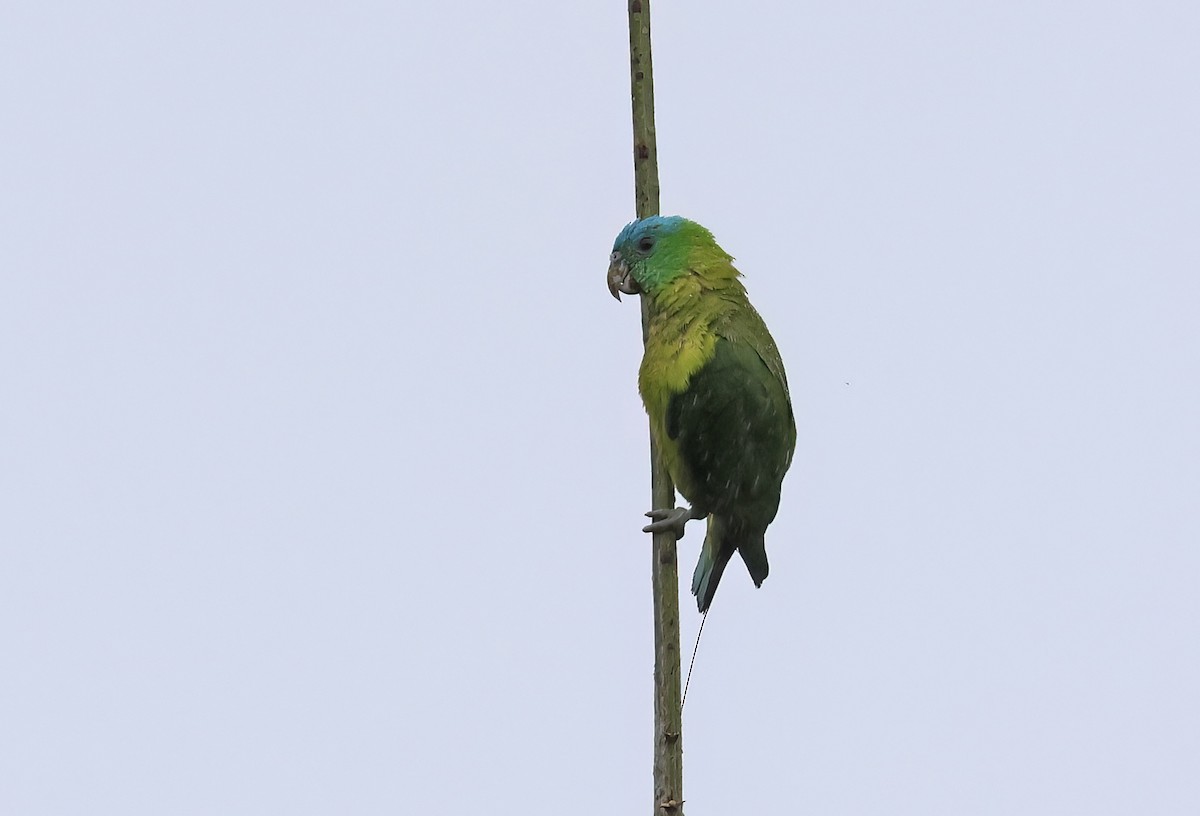 mada modrozelený (ssp. discurus) - ML645680458