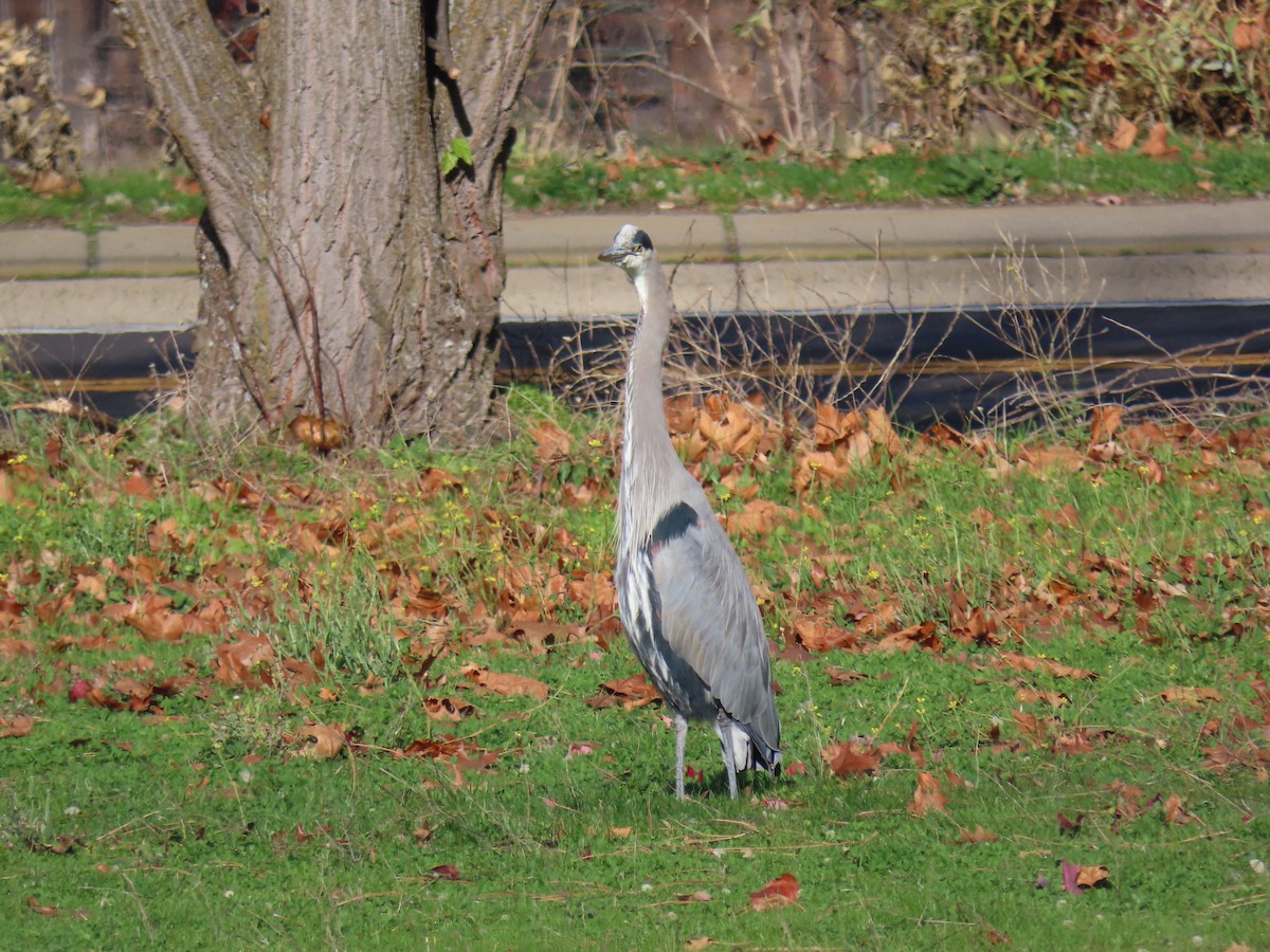 Great Blue Heron - ML645680471