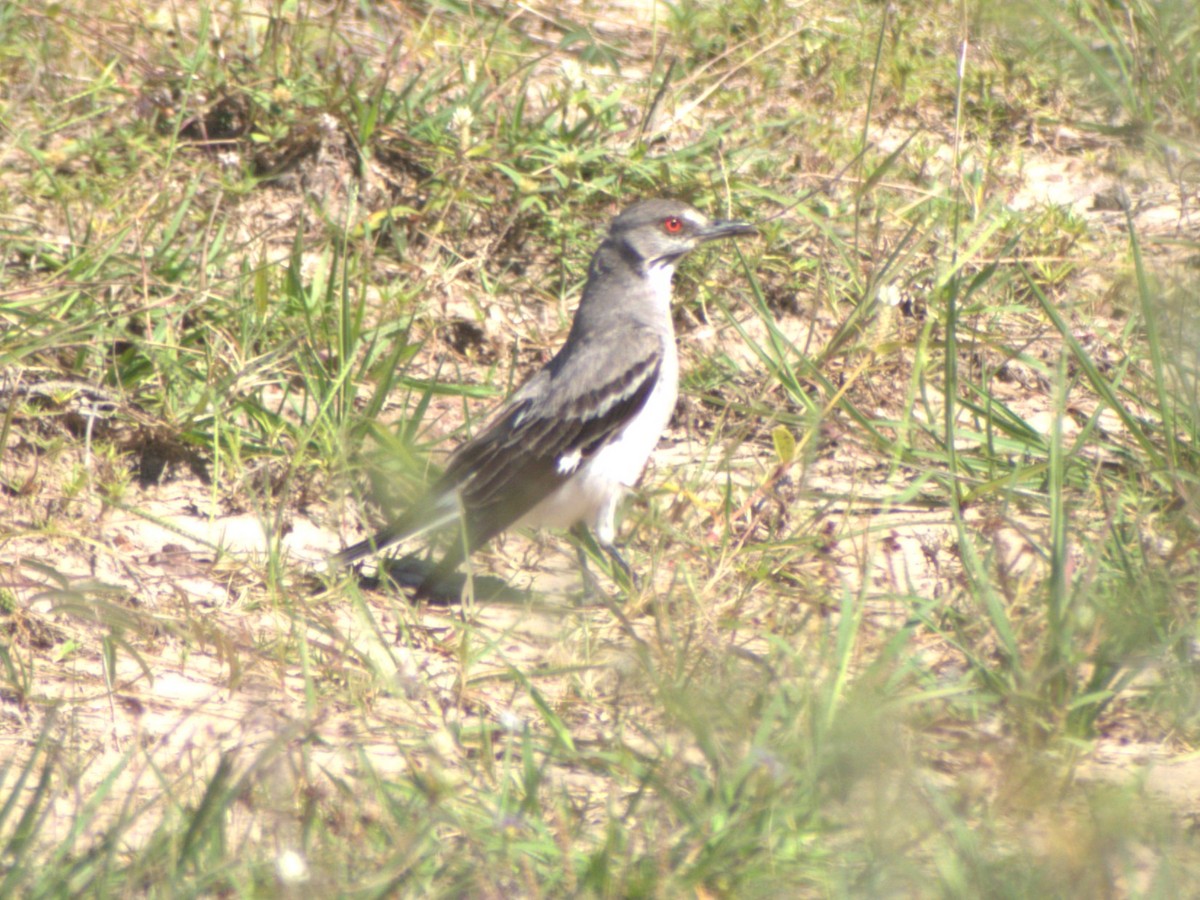 Gray Monjita - ML645680477