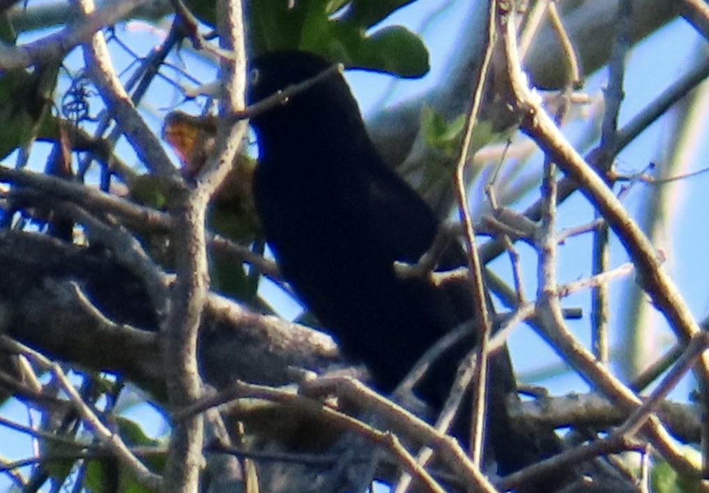 Yellow-billed Cacique - ML645680497