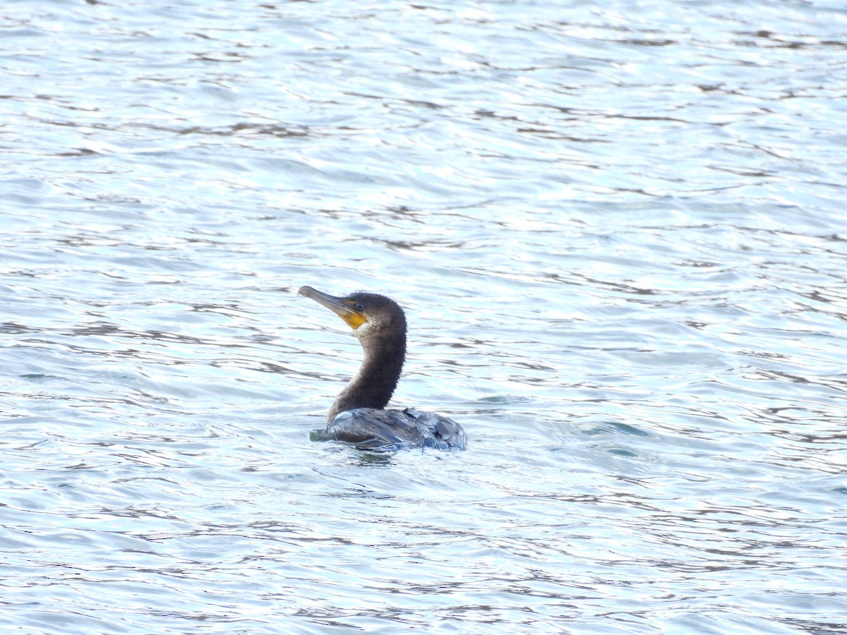 kormorán velký - ML645680500