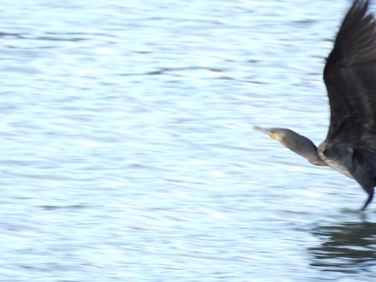 kormorán velký - ML645680501