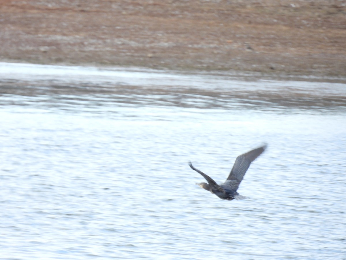 kormorán velký - ML645680502