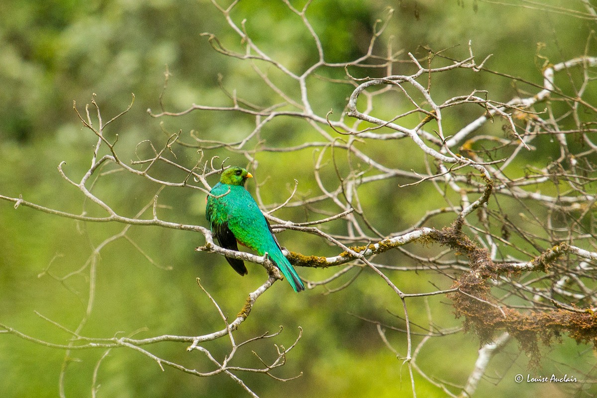 Golden-headed Quetzal - ML645680503