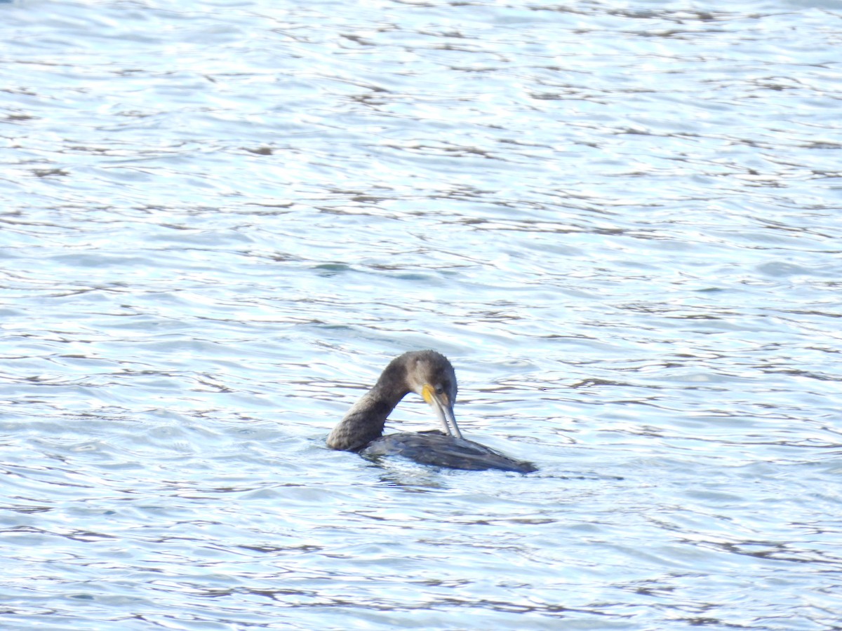 kormorán velký - ML645680504