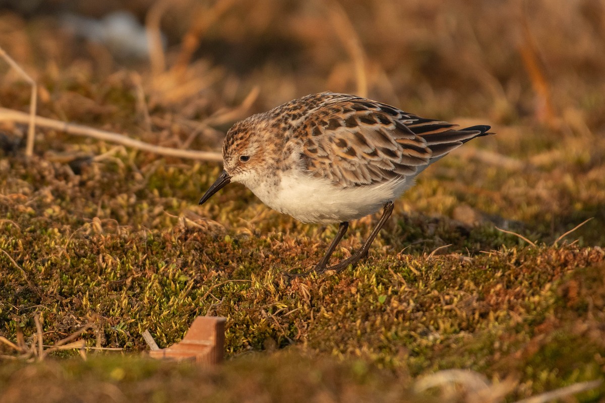 Little Stint - ML645680509