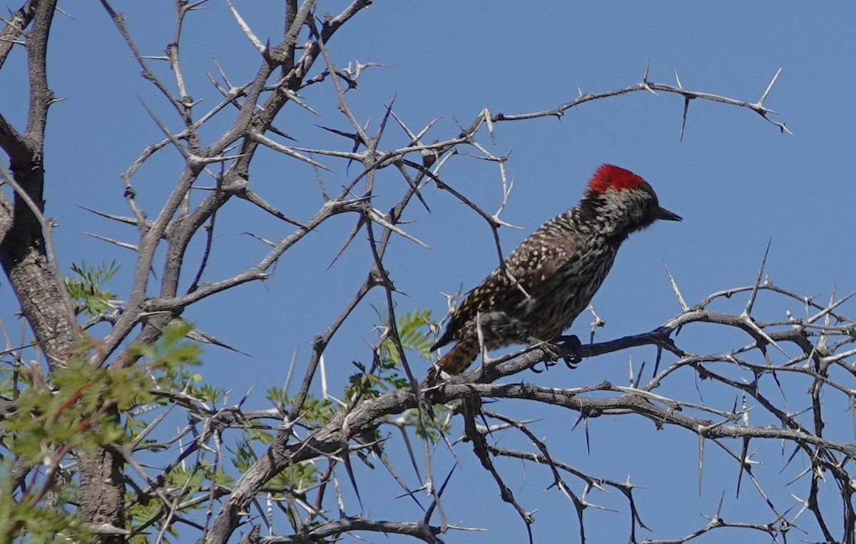 Cardinal Woodpecker - ML645680518