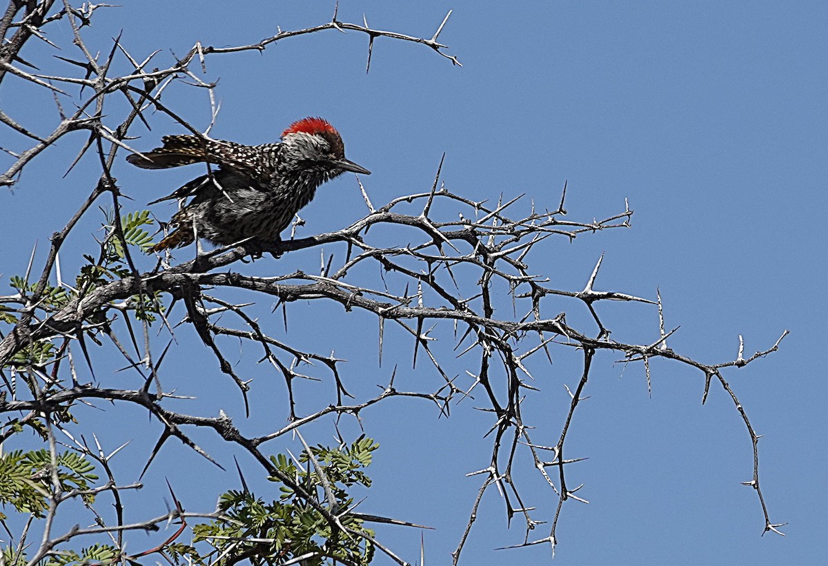 Cardinal Woodpecker - ML645680519