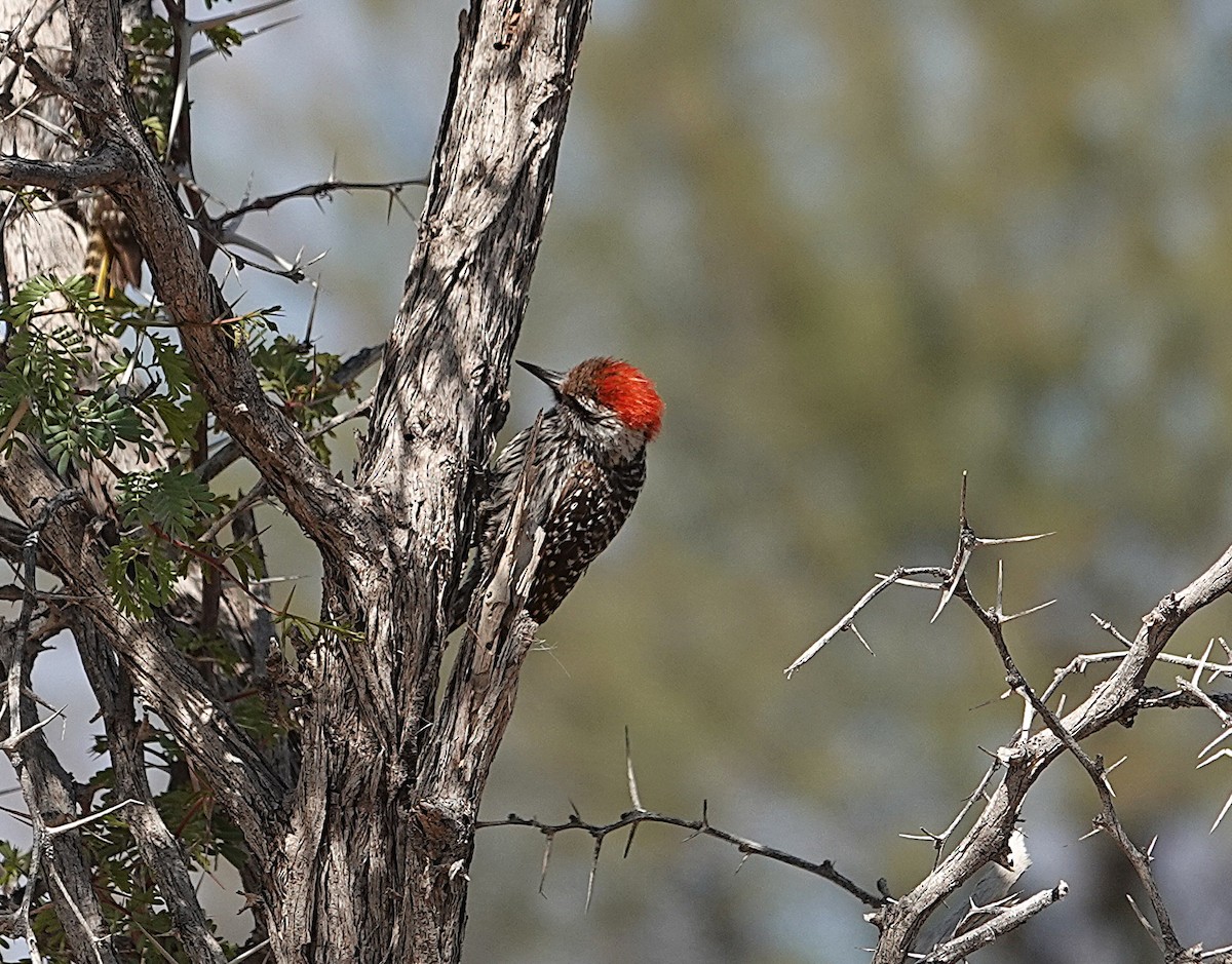 Cardinal Woodpecker - ML645680520