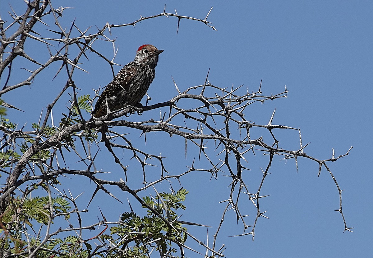 Cardinal Woodpecker - ML645680521