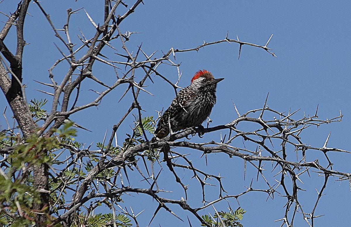 Cardinal Woodpecker - ML645680522