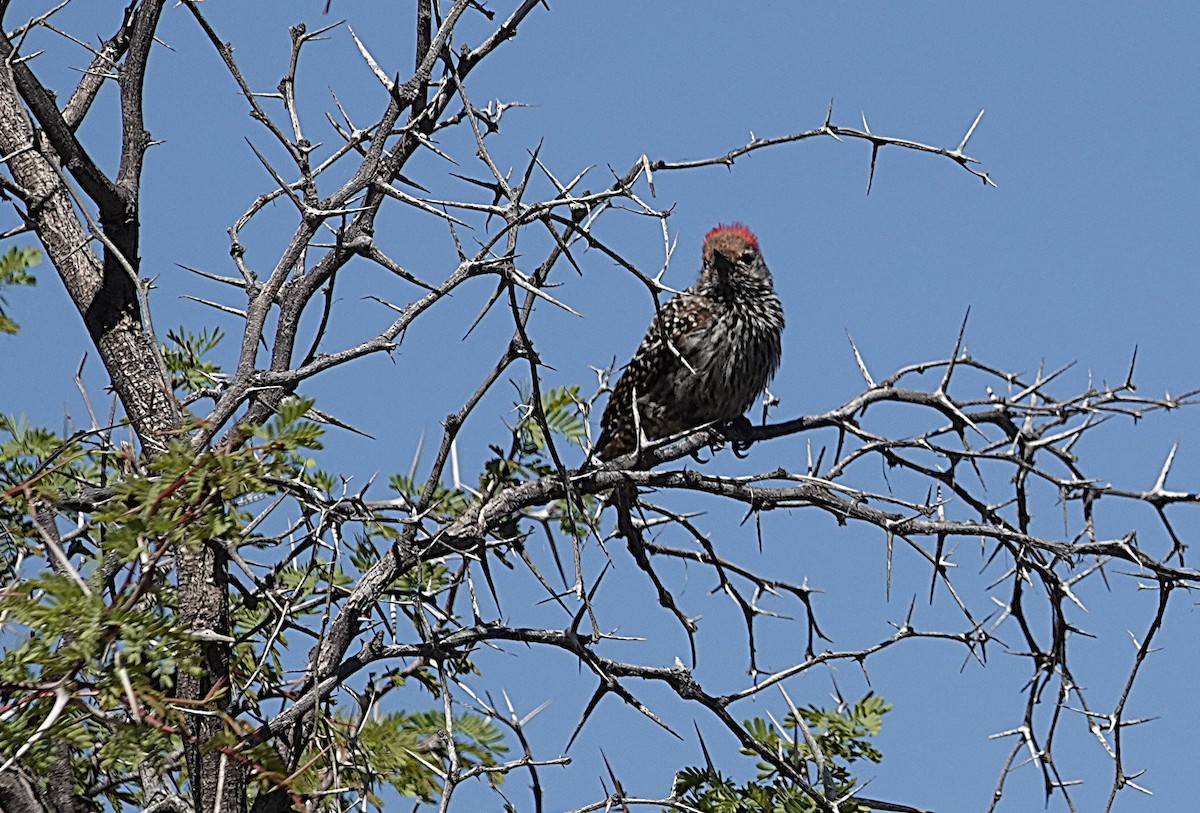 Cardinal Woodpecker - ML645680523