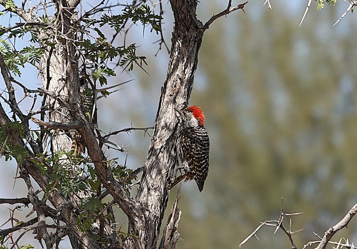 Cardinal Woodpecker - ML645680524