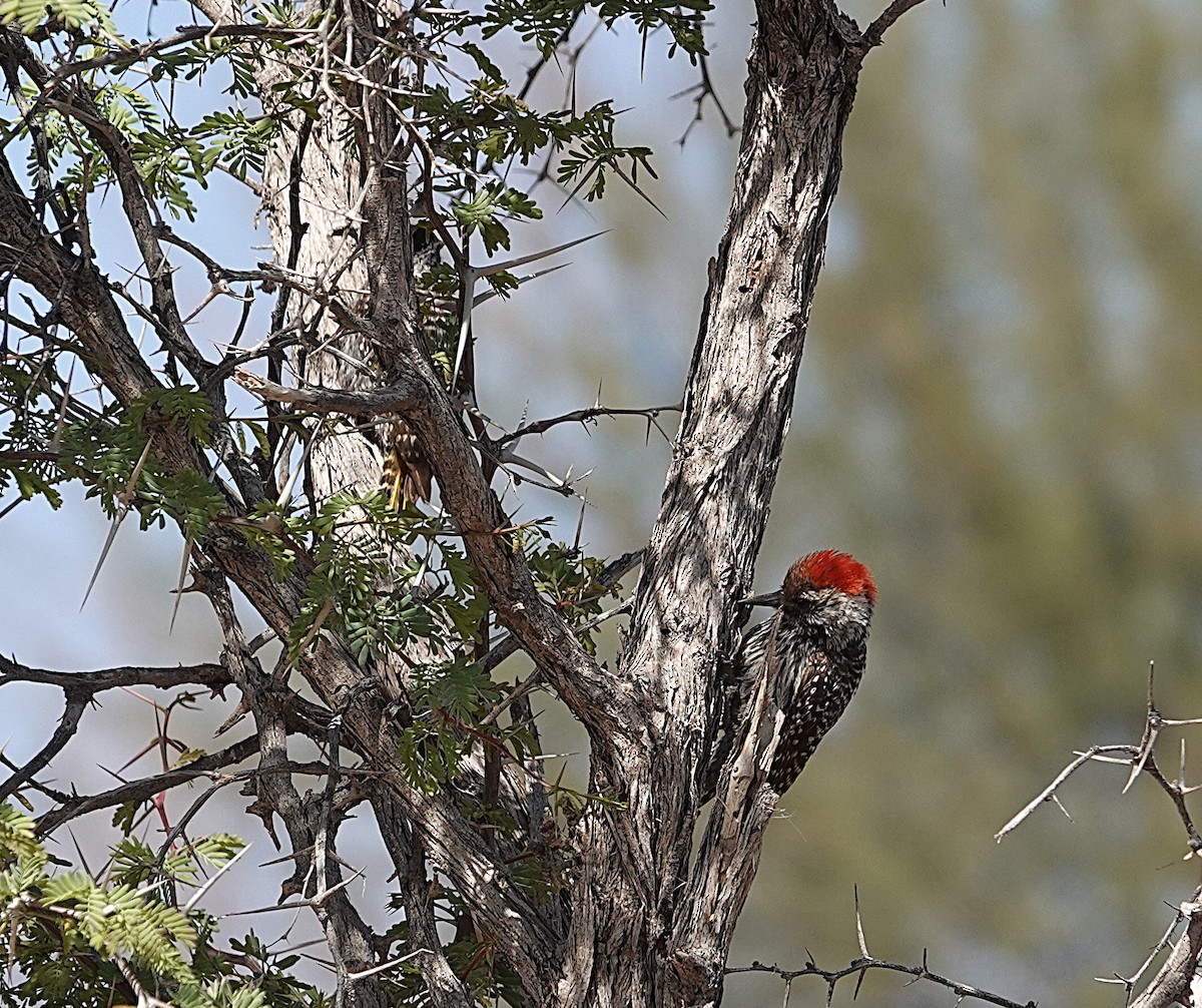 Cardinal Woodpecker - ML645680525