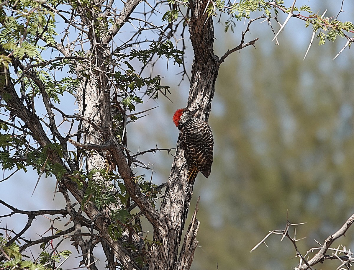 Cardinal Woodpecker - ML645680526