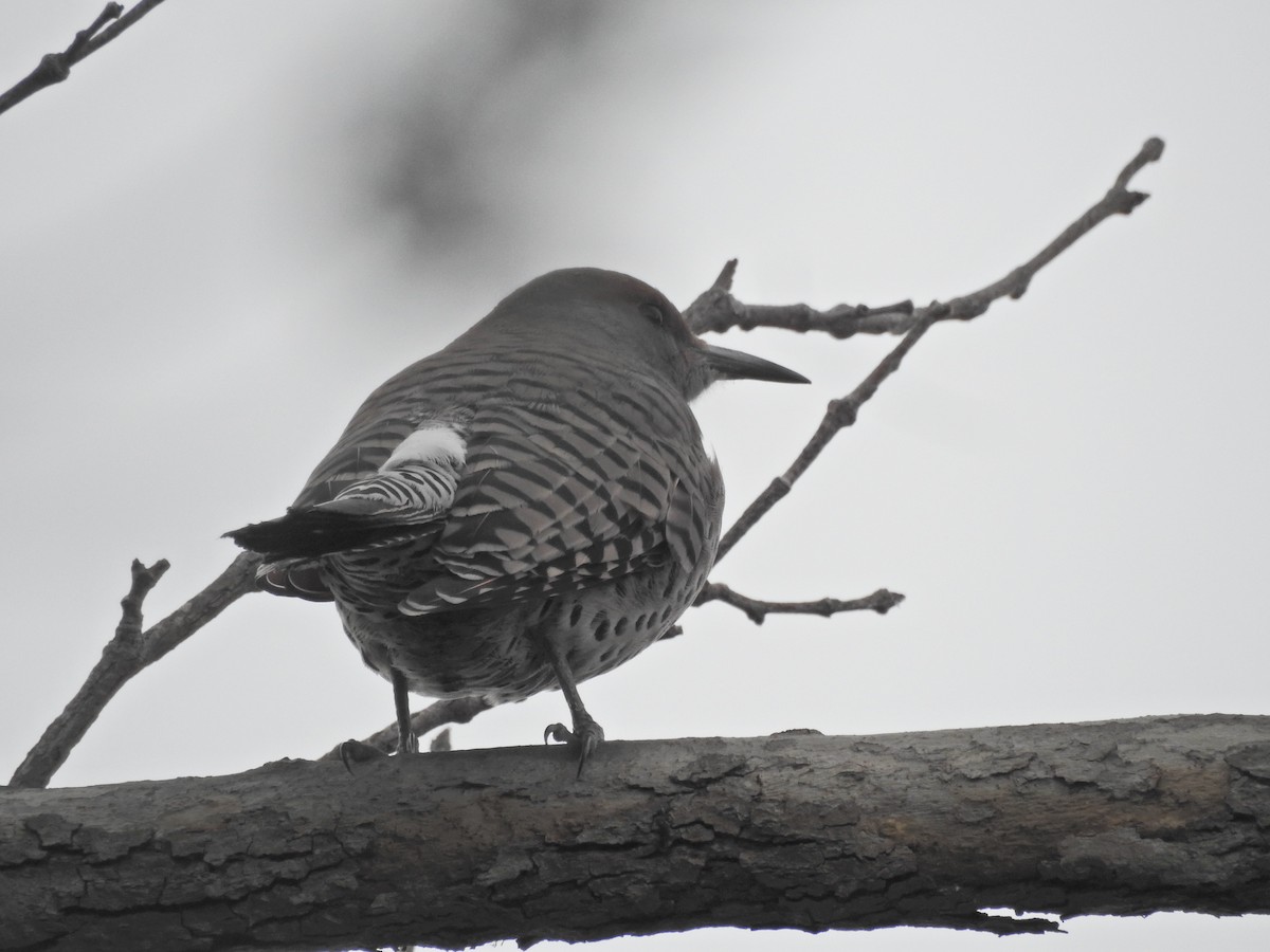 Altın Ağaçkakan [cafer grubu] - ML645680528