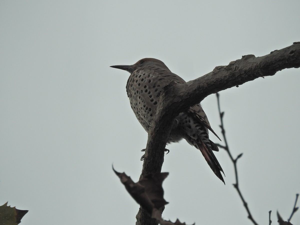 Altın Ağaçkakan [cafer grubu] - ML645680529