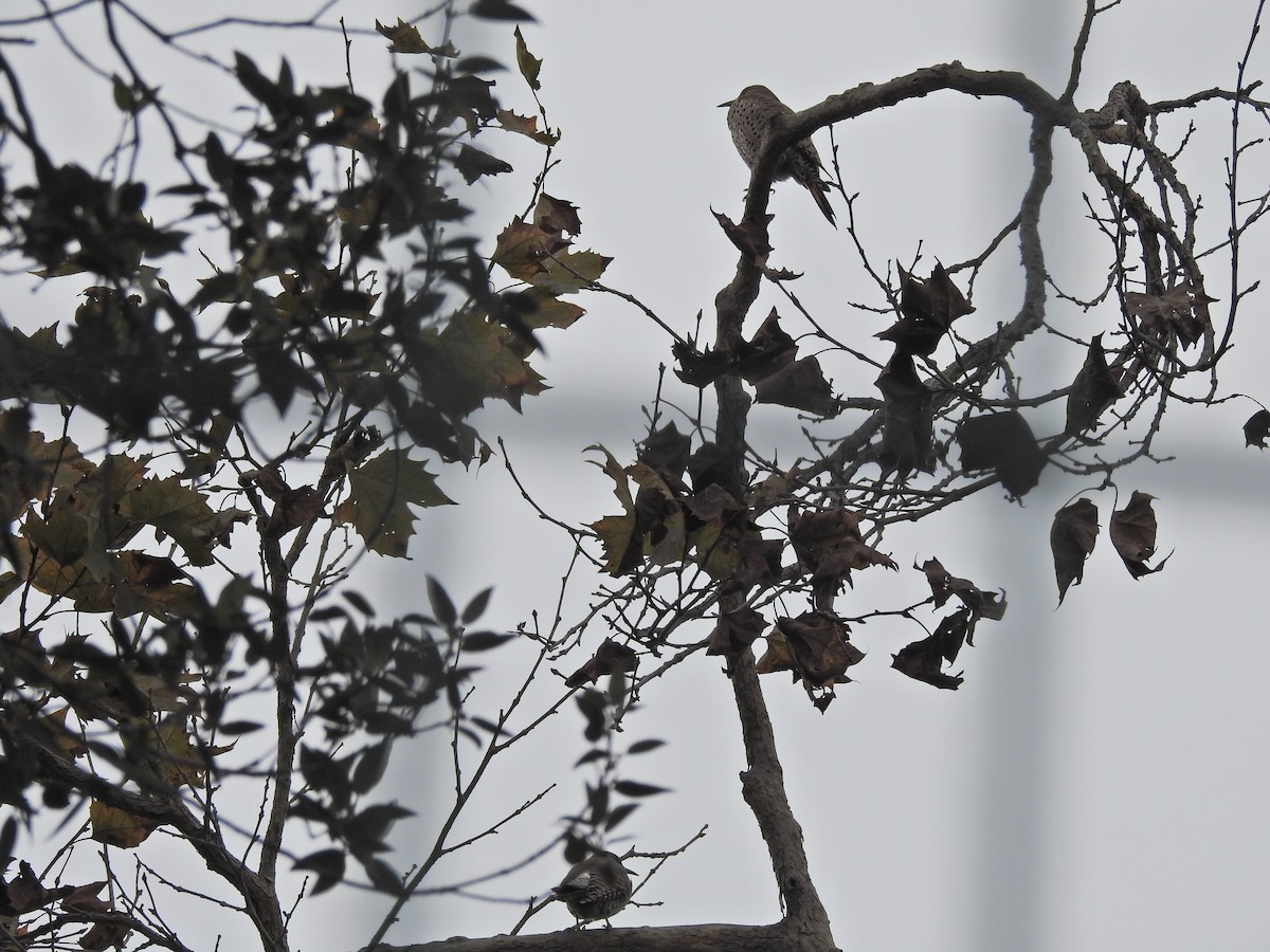 Altın Ağaçkakan [cafer grubu] - ML645680530