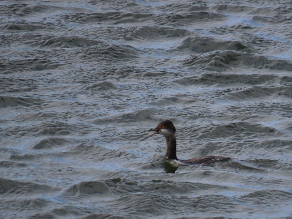 Schwarzhalstaucher - ML645680531